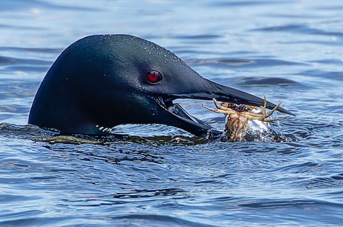 Common Loon - ML641307475