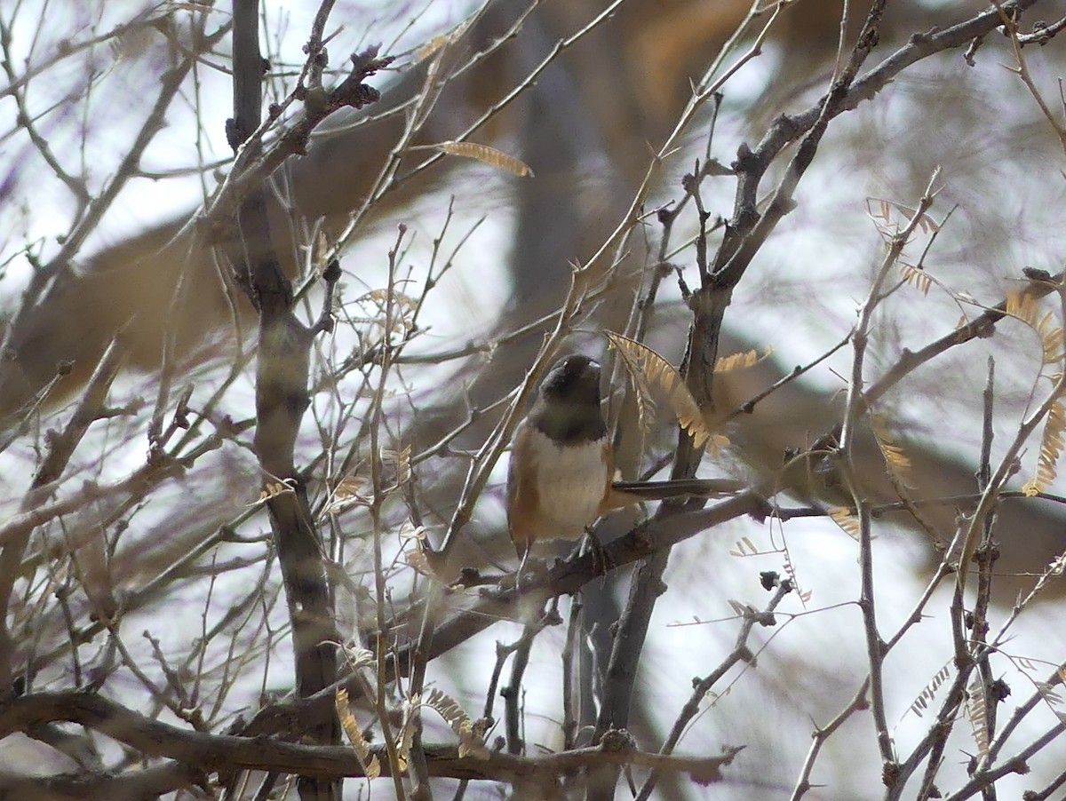 Spotted Towhee - ML641307477