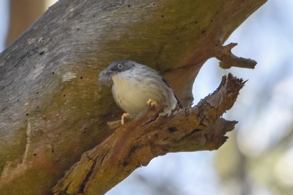 Varied Sittella - ML641307493