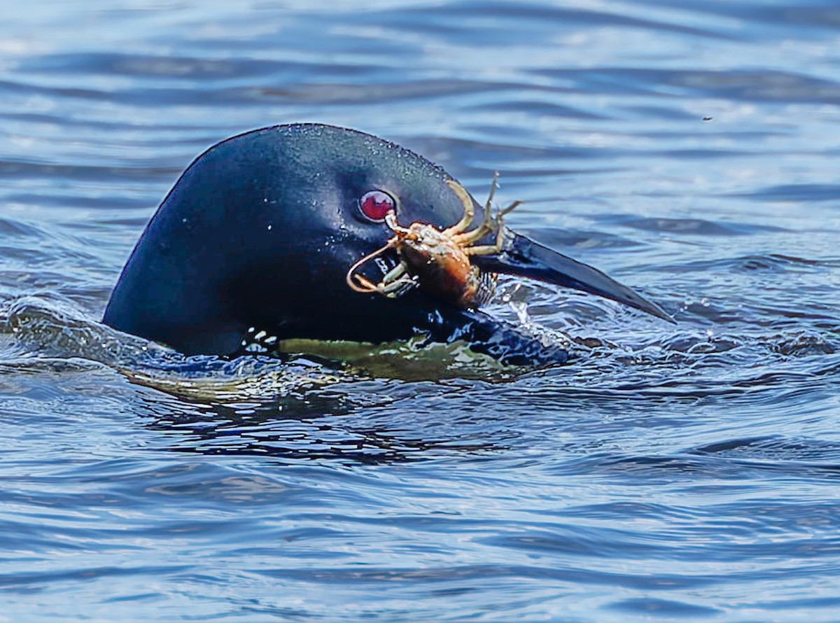 Common Loon - ML641307494
