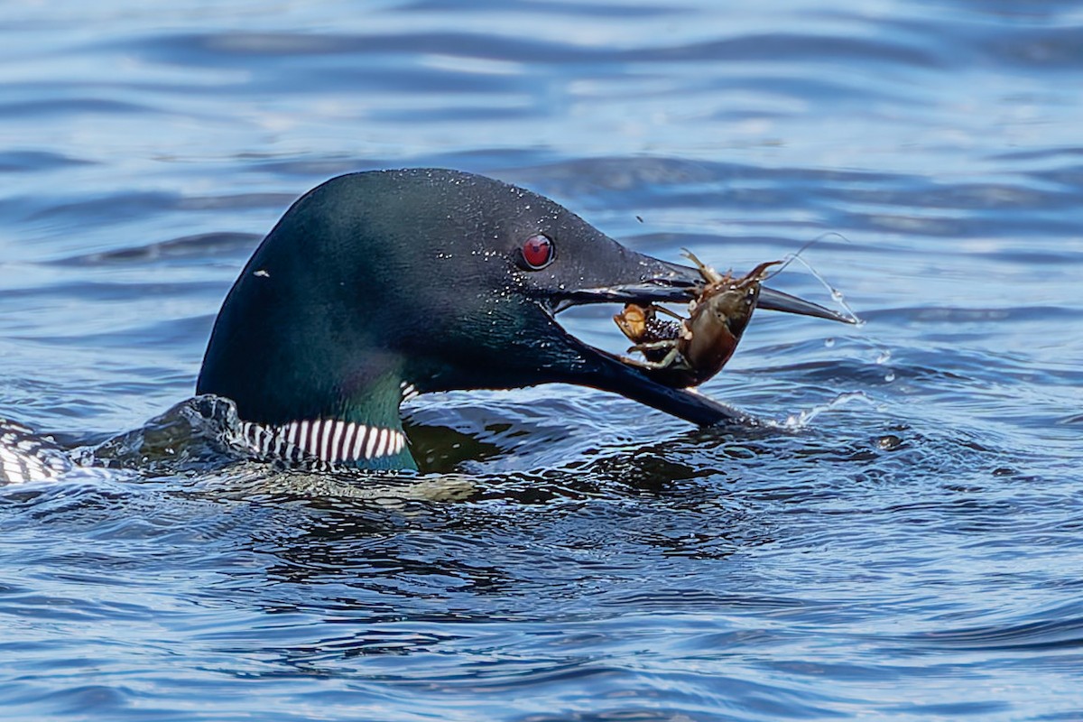 Common Loon - ML641307505