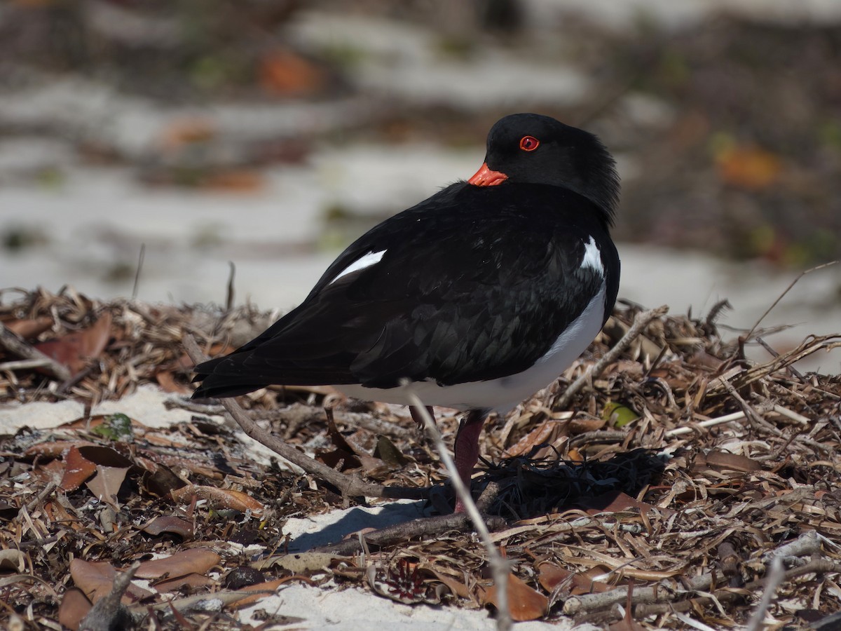 Pied Oystercatcher - ML641307525