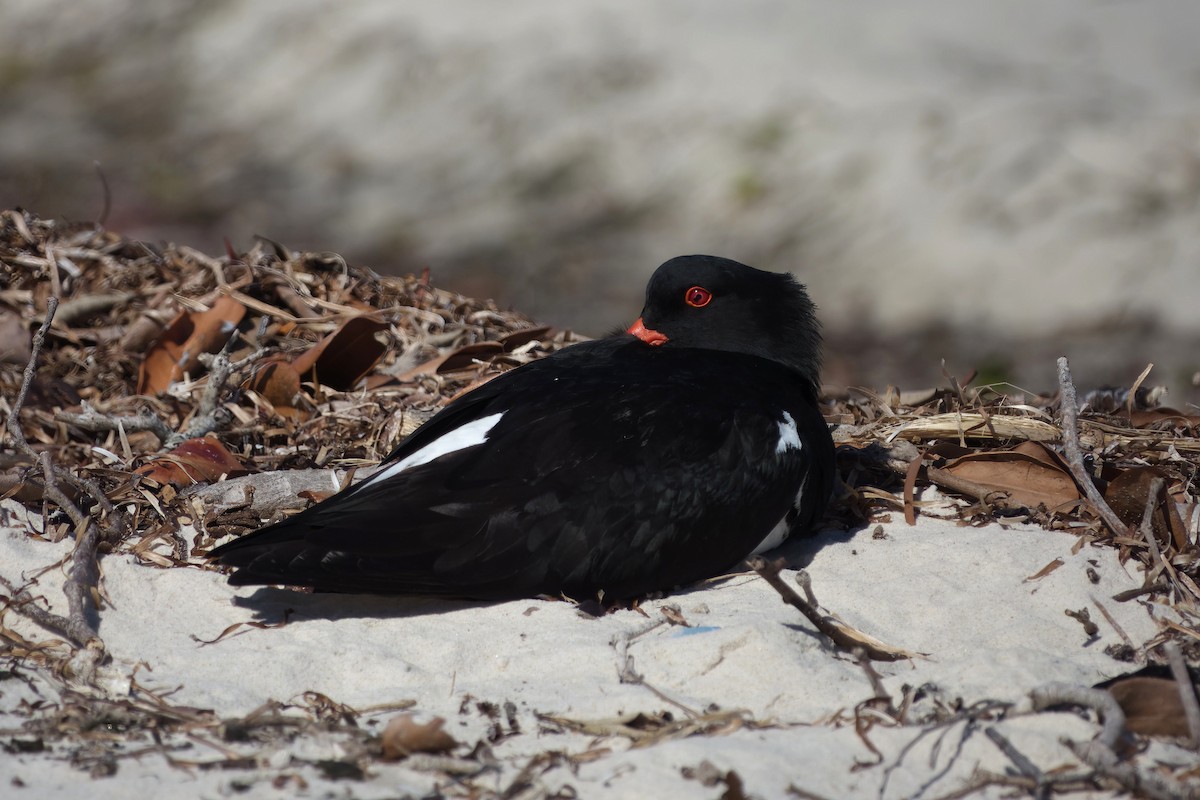 Pied Oystercatcher - ML641307526