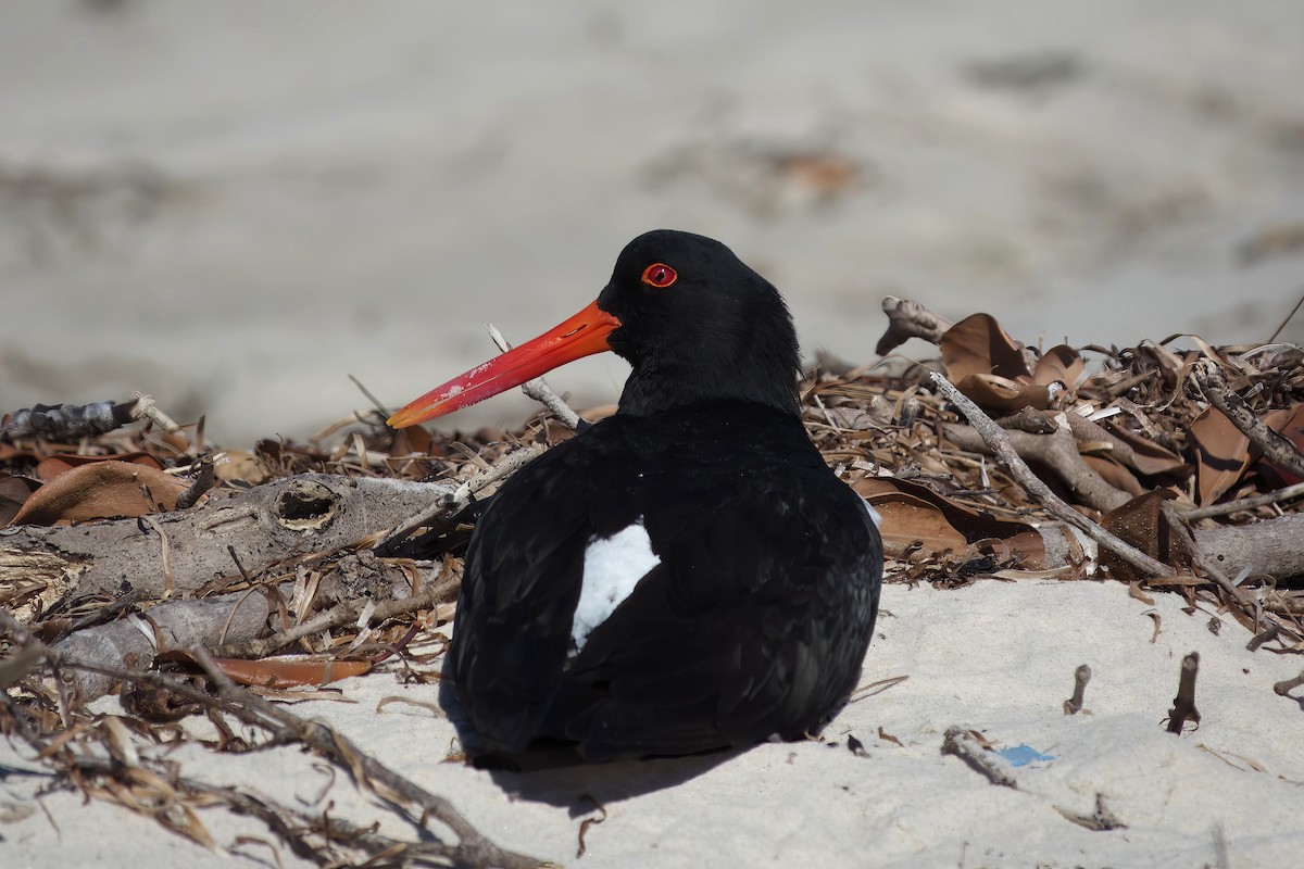 Pied Oystercatcher - ML641307527
