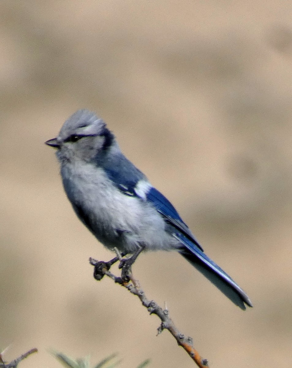 Akça Baştankara - ML641307531
