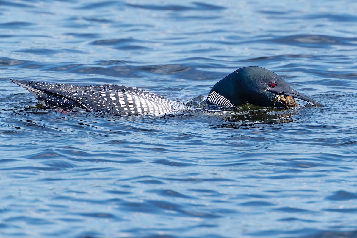 Common Loon - ML641307573