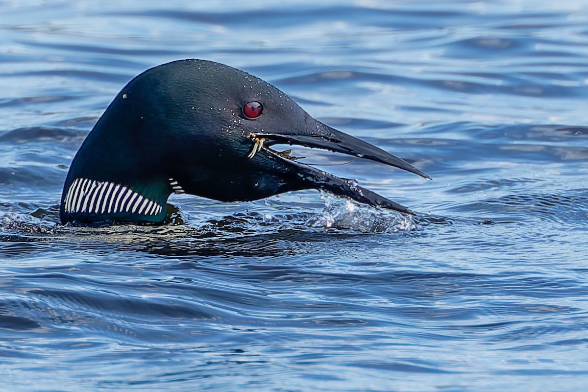 Common Loon - ML641307575