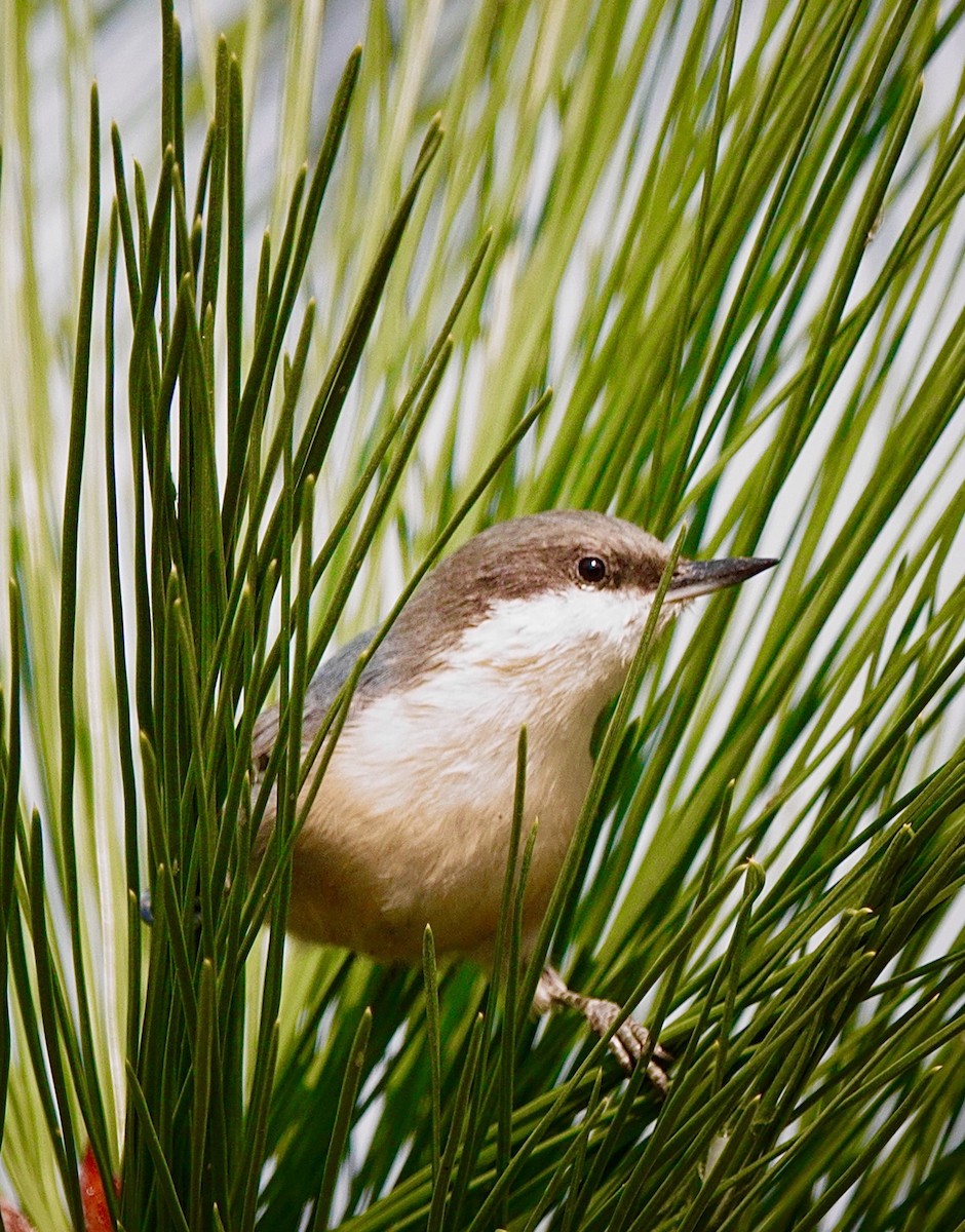 Pygmy Nuthatch - ML641307619