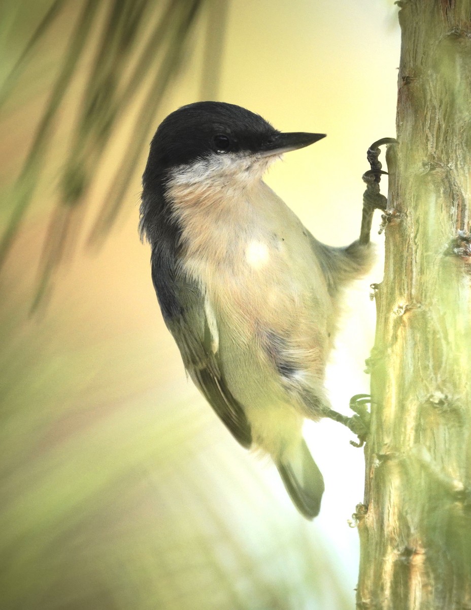 Pygmy Nuthatch - ML641307621
