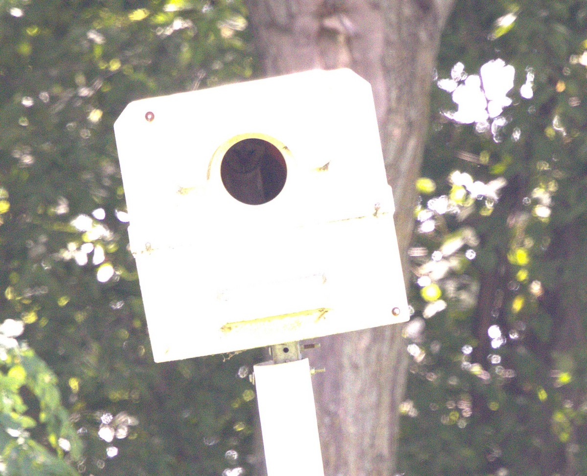 American Barn Owl - ML641307633