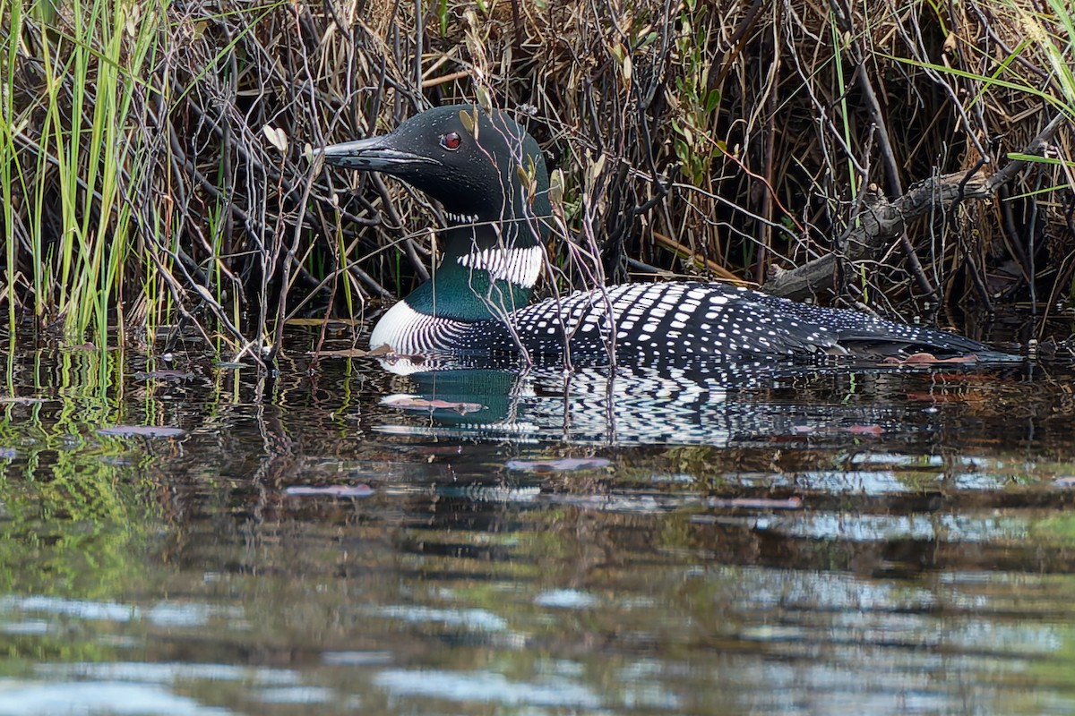 Common Loon - ML641307638