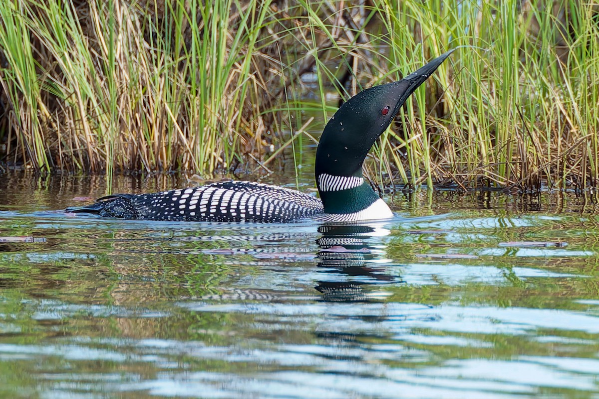 Common Loon - ML641307640