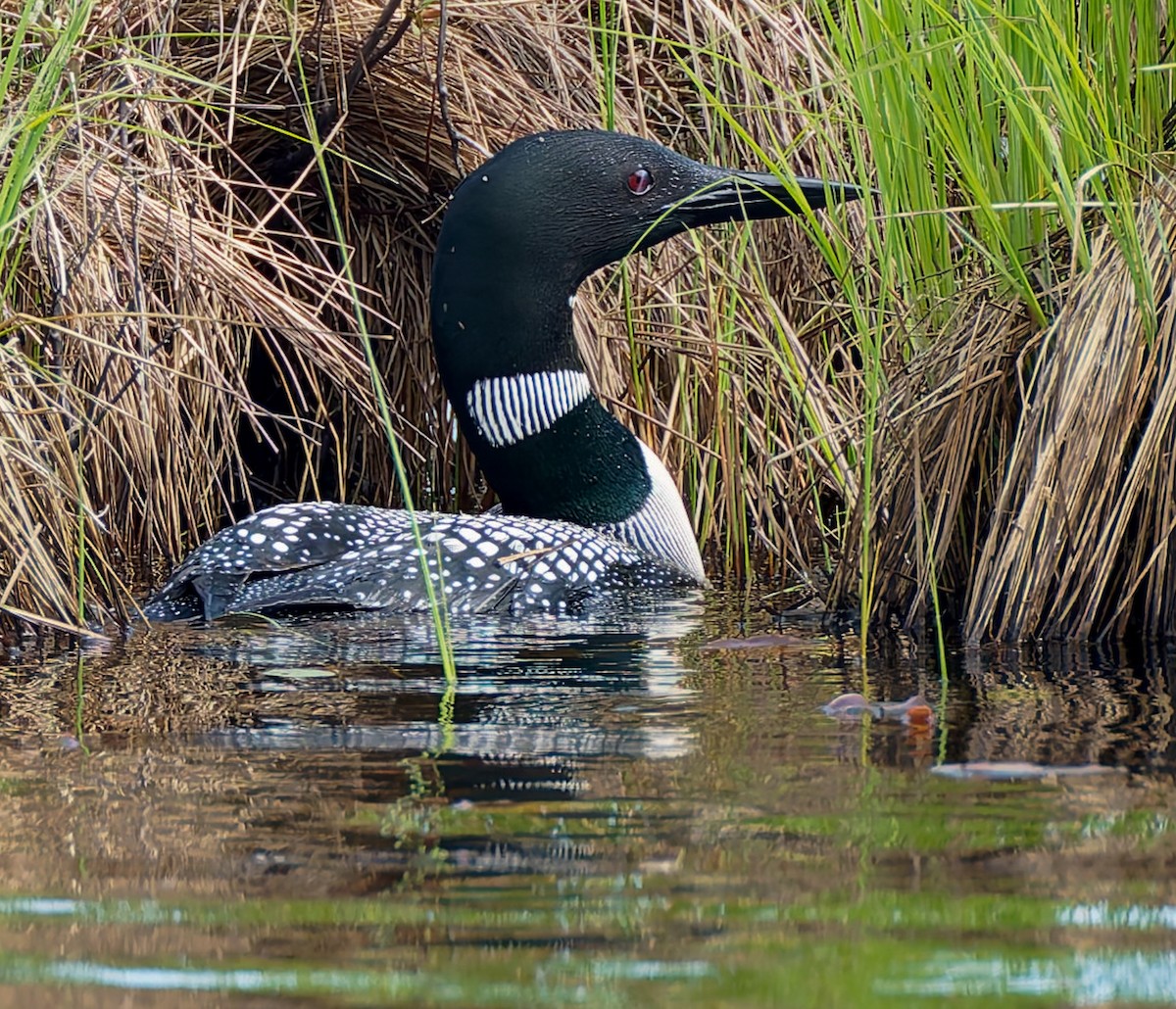 Common Loon - ML641307670