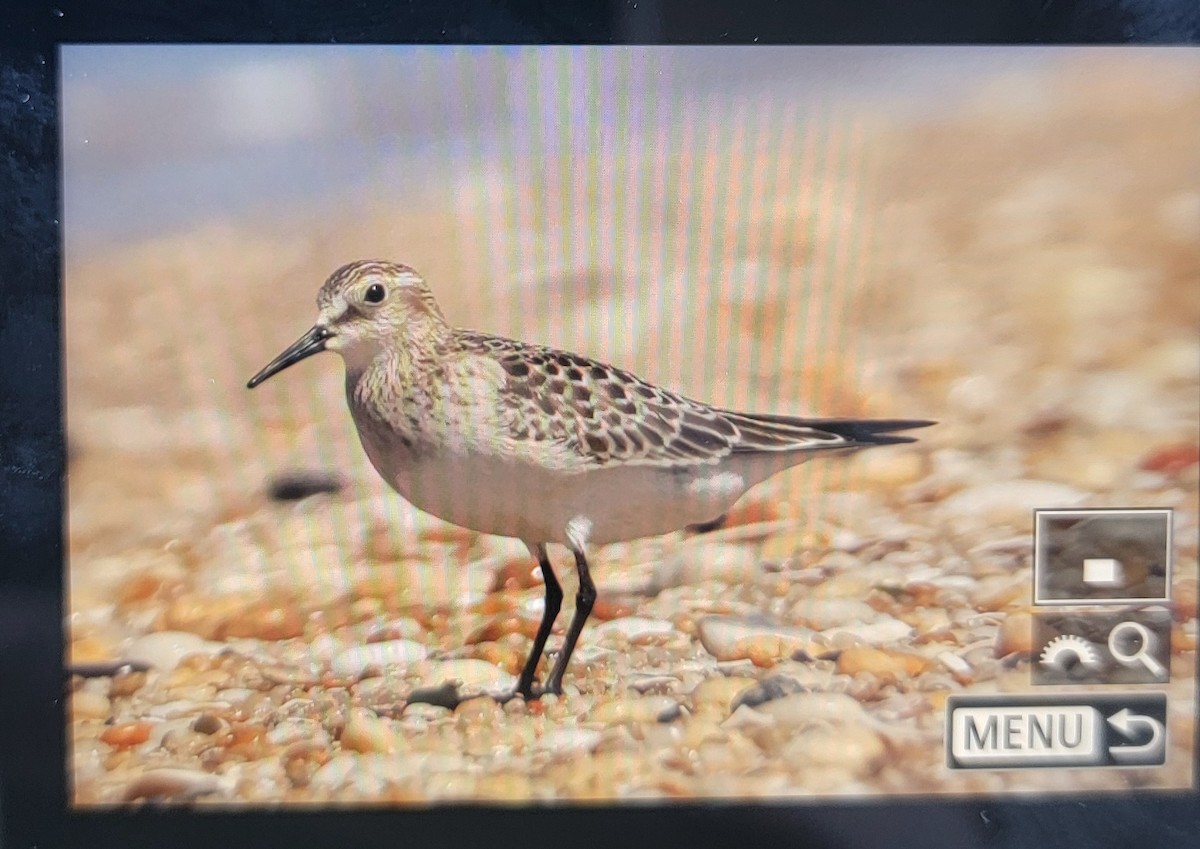 Baird's Sandpiper - ML641307676