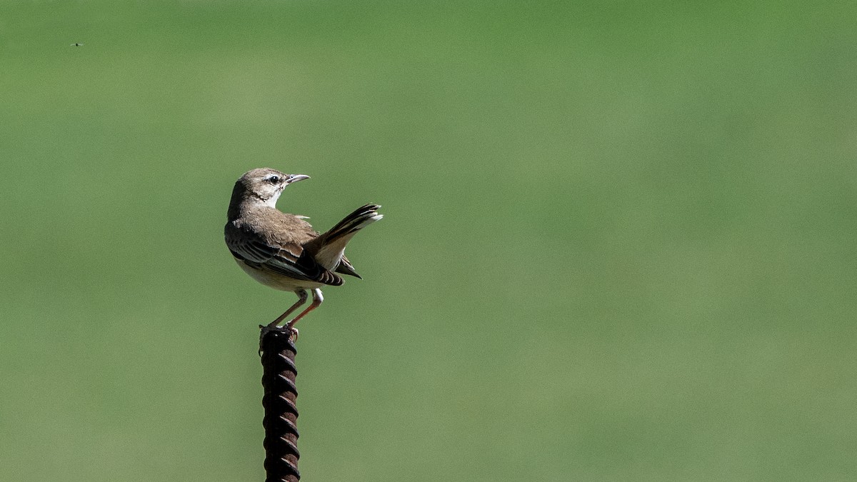 Rufous-tailed Scrub-Robin - ML641307683