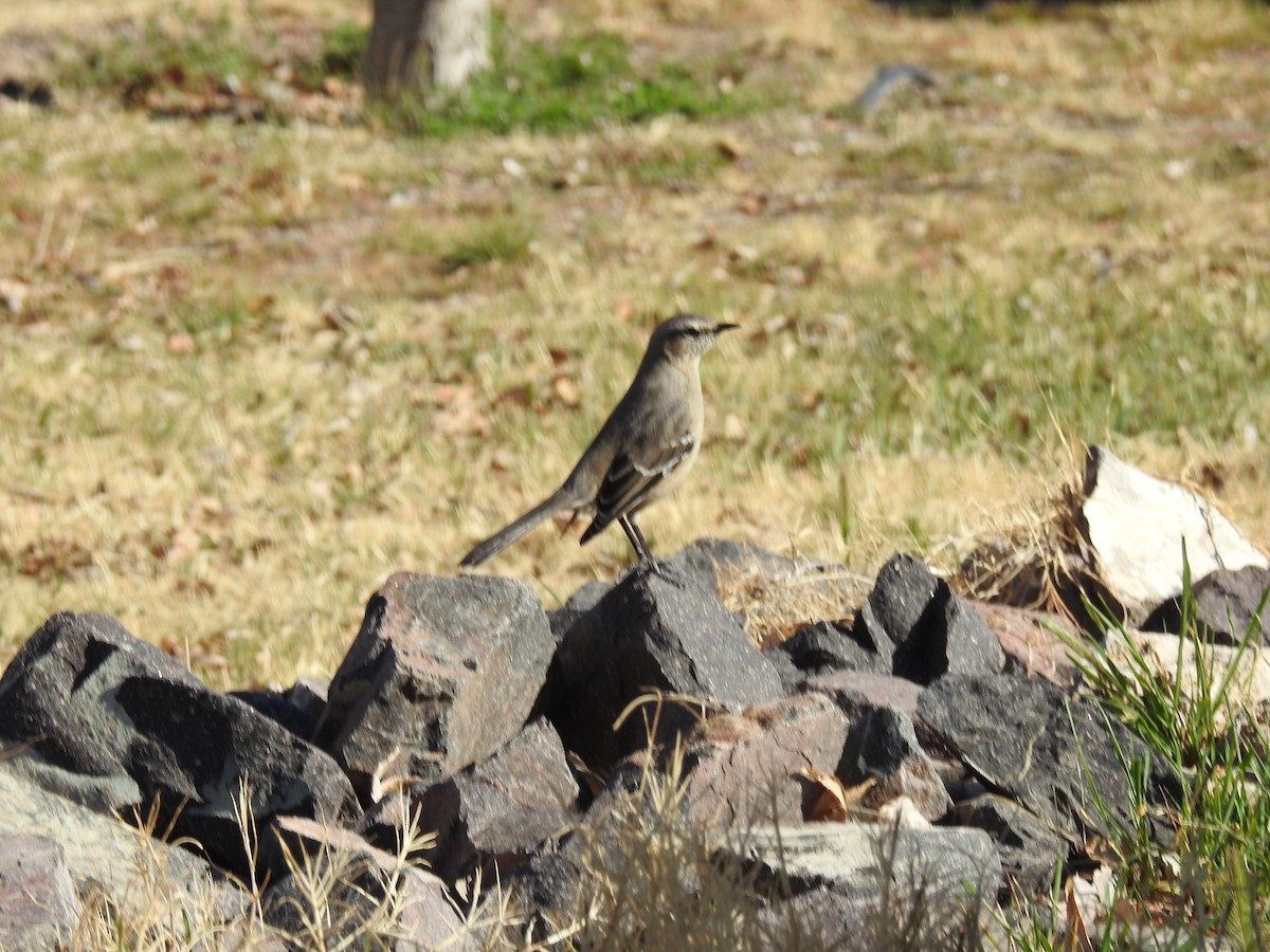 Patagonian Mockingbird - ML641307684