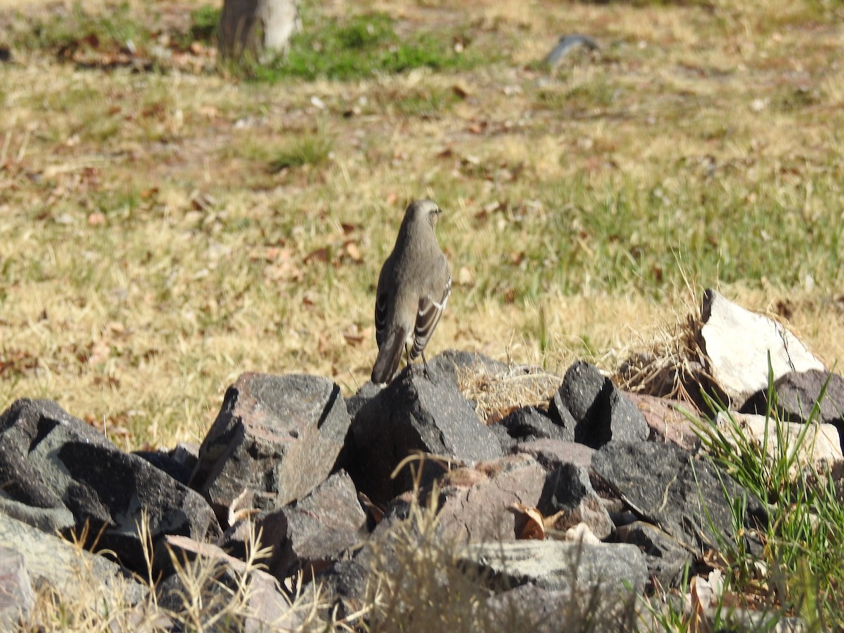 Patagonian Mockingbird - ML641307685