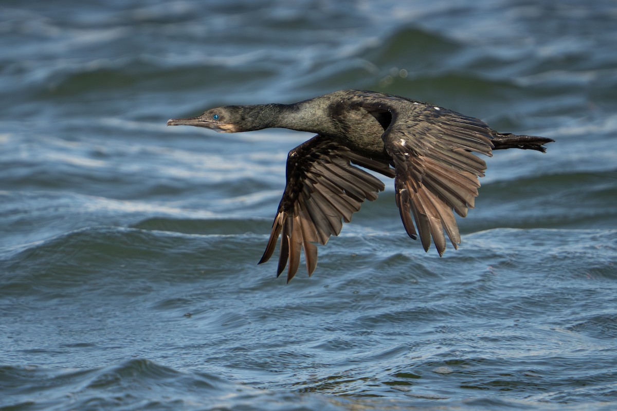 Brandt's Cormorant - ML641307721