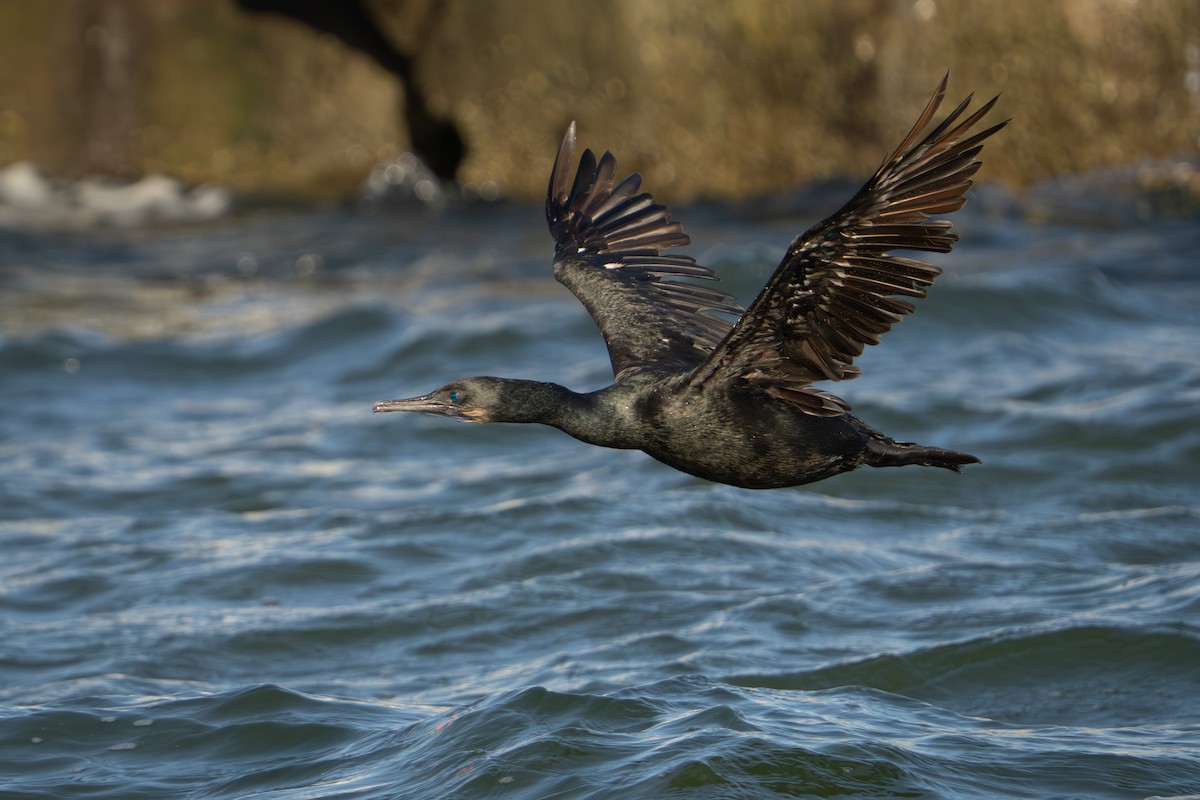 Brandt's Cormorant - ML641307722