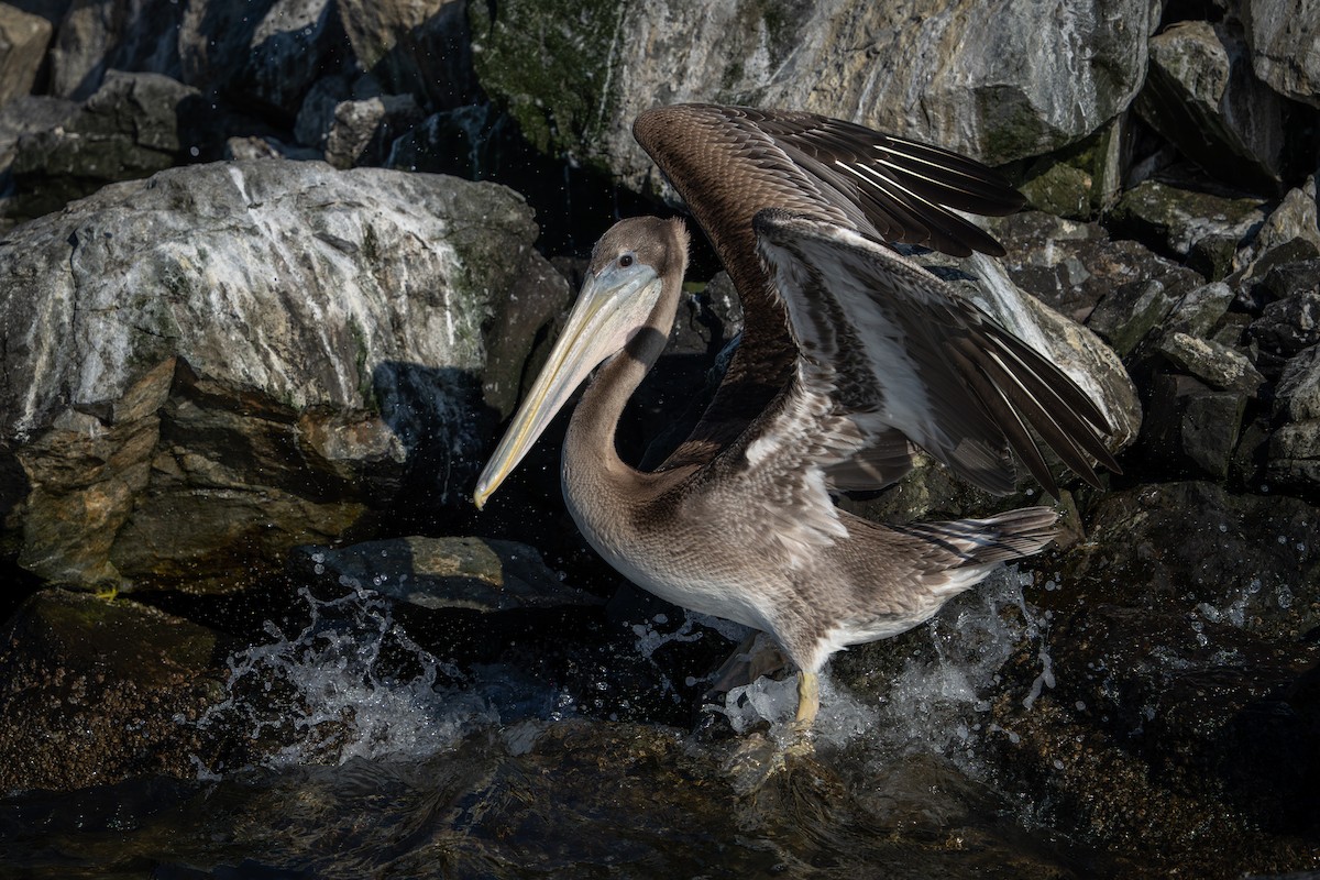 Brown Pelican (California) - ML641307742