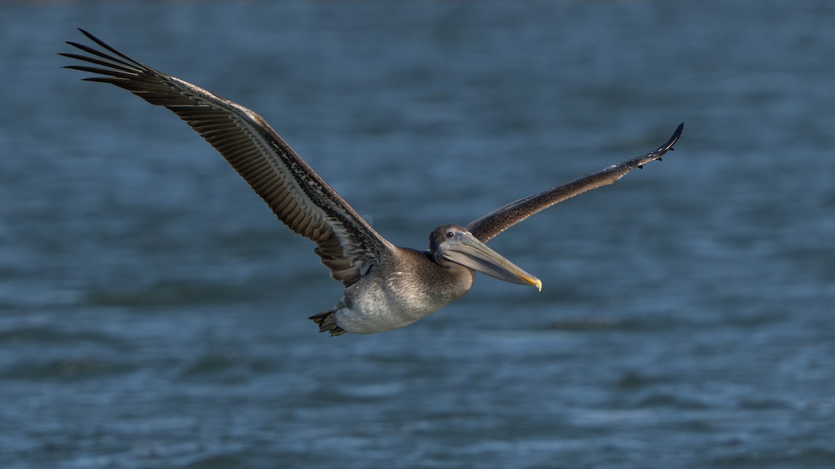Brown Pelican (California) - ML641307772