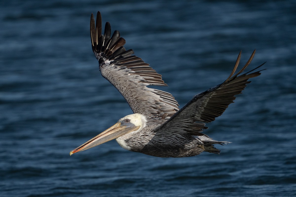 Brown Pelican (California) - ML641307773