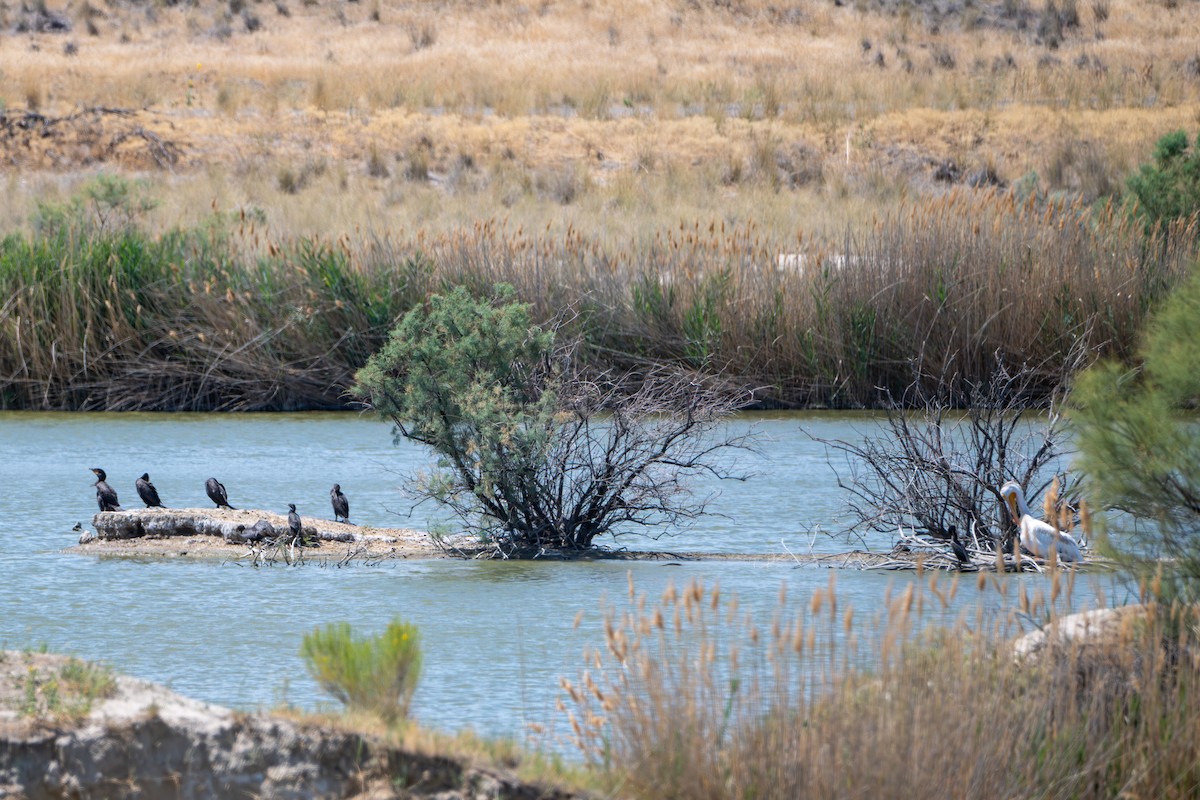 American White Pelican - ML641307818