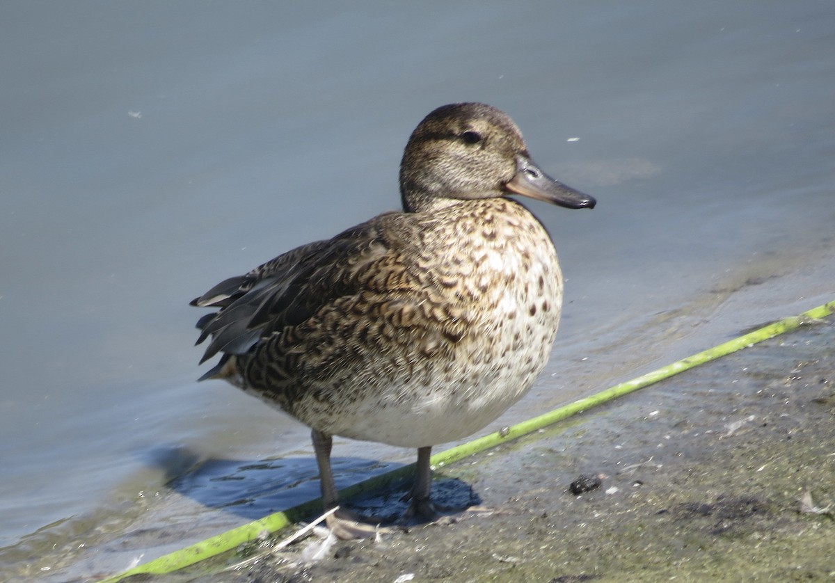 Green-winged Teal - ML641307827