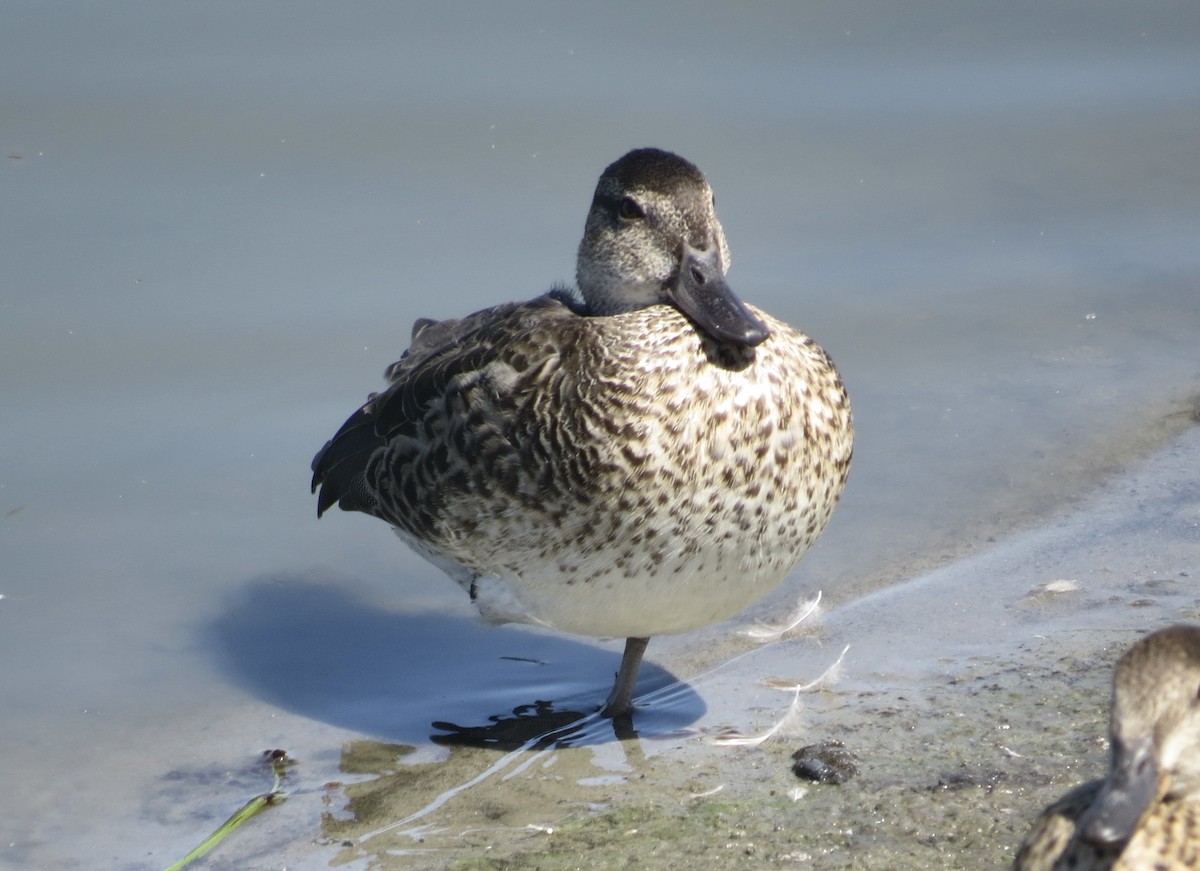 Green-winged Teal - ML641307834