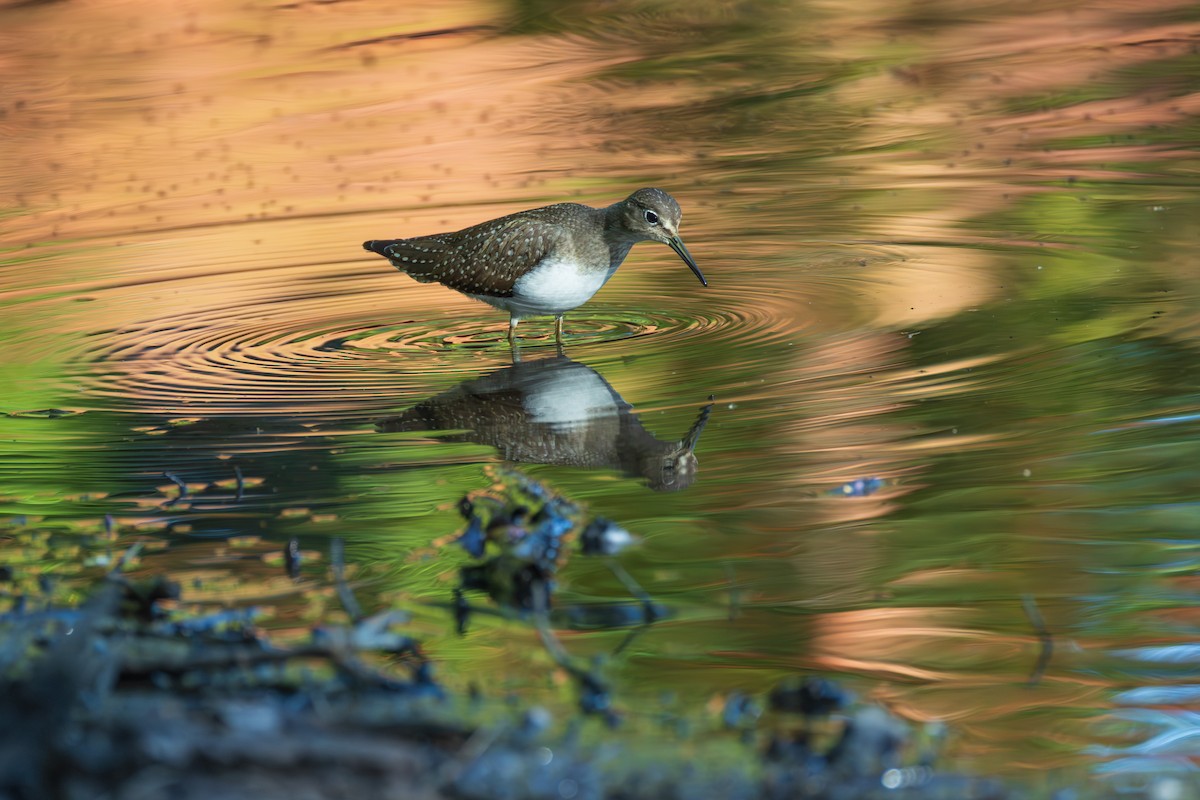 Einsiedelwasserläufer - ML641307839