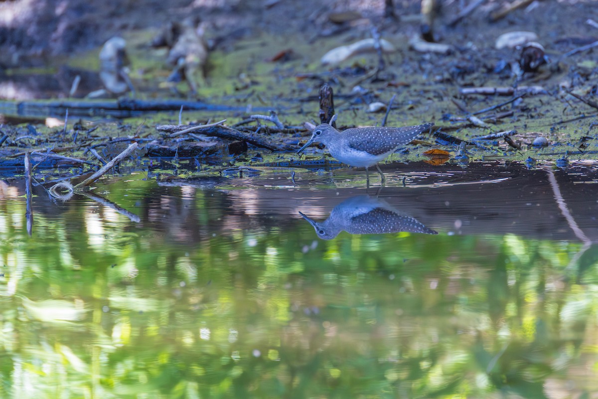 Einsiedelwasserläufer - ML641307840