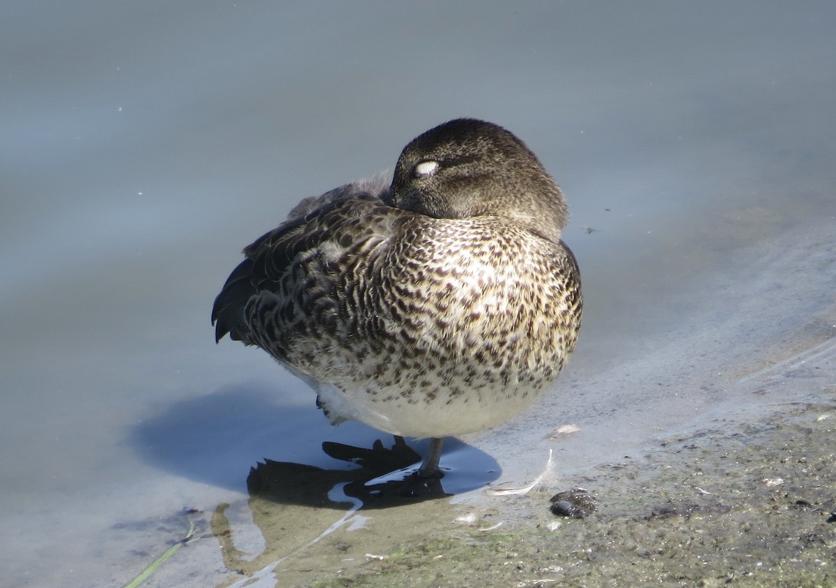 Green-winged Teal - ML641307842