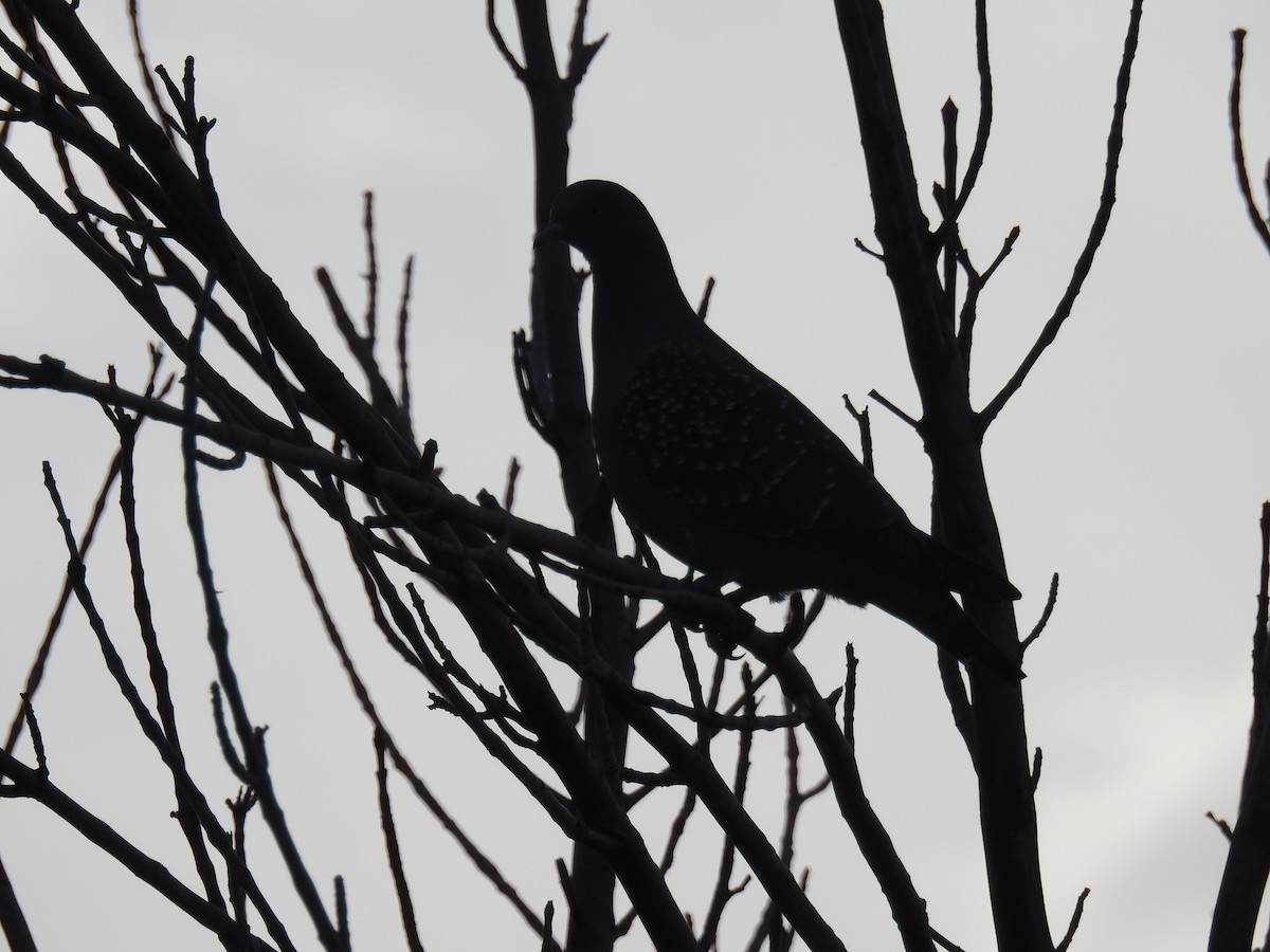 Spot-winged Pigeon - ML641307963