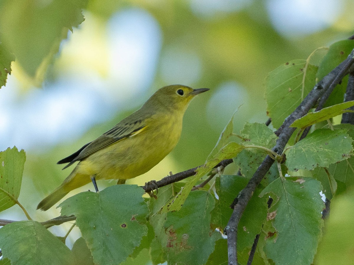 Yellow Warbler - ML641307987