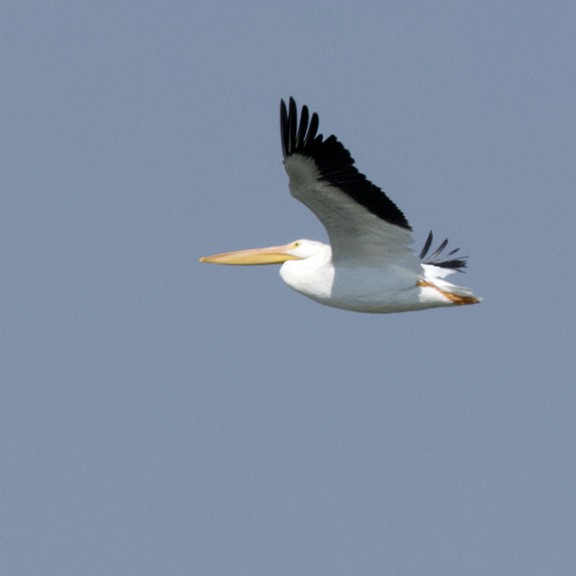 American White Pelican - ML641308000