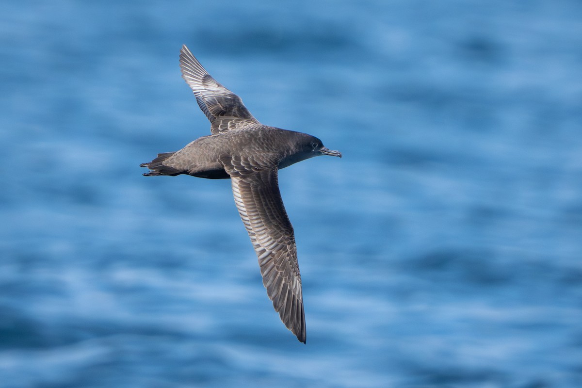 Sooty Shearwater - ML641308040