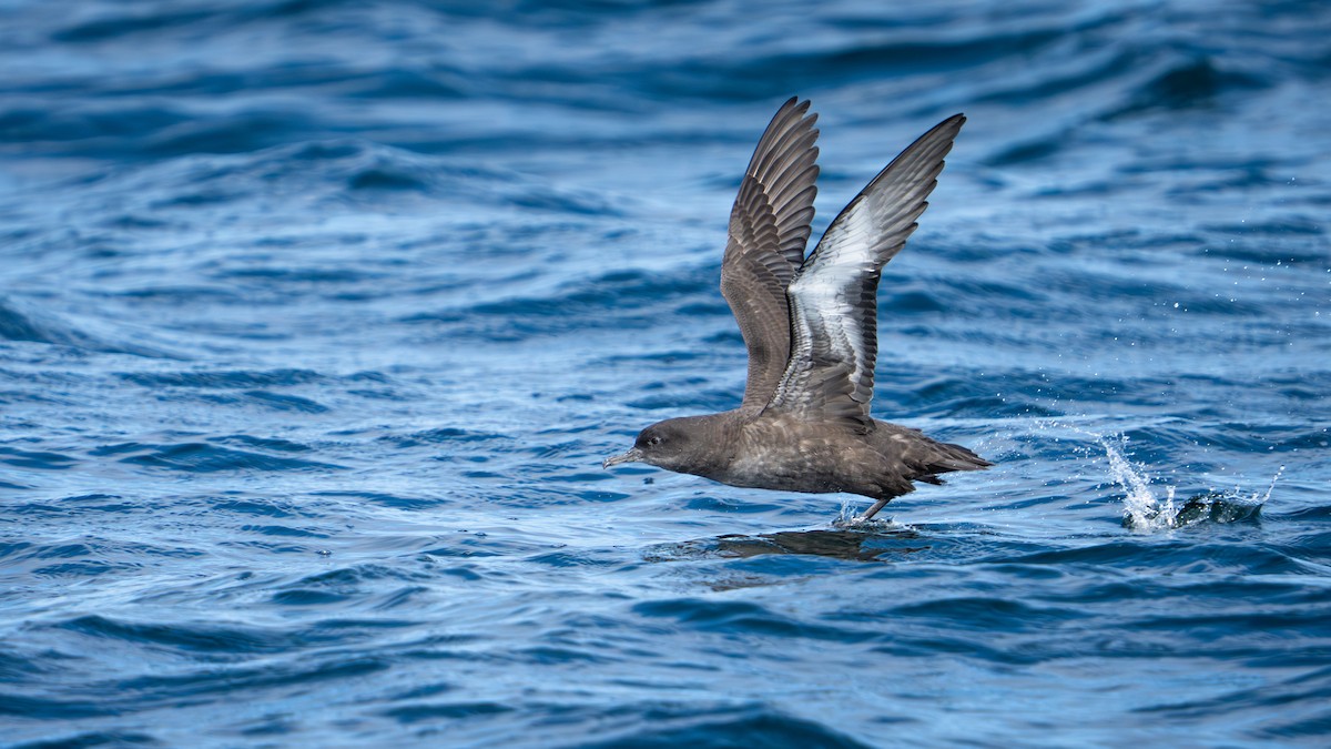 Sooty Shearwater - ML641308041
