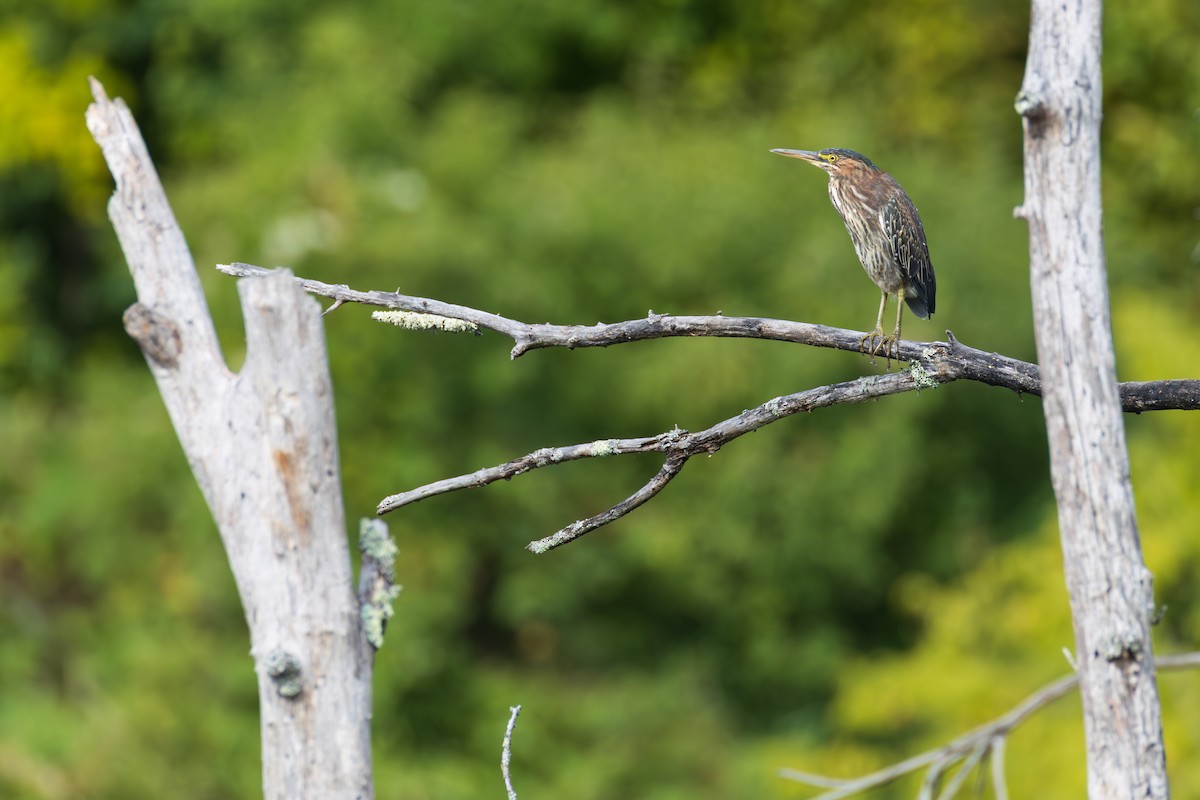 Green Heron - ML641308045