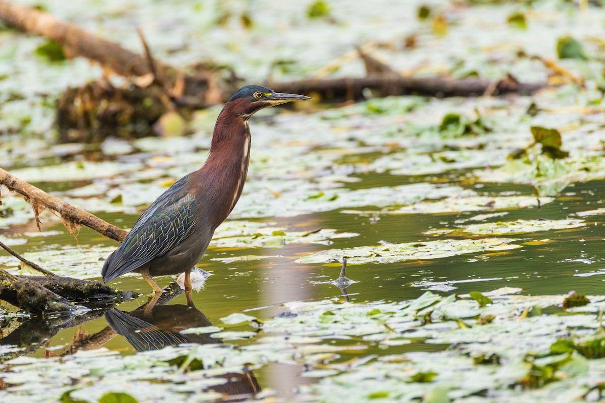 Green Heron - ML641308048