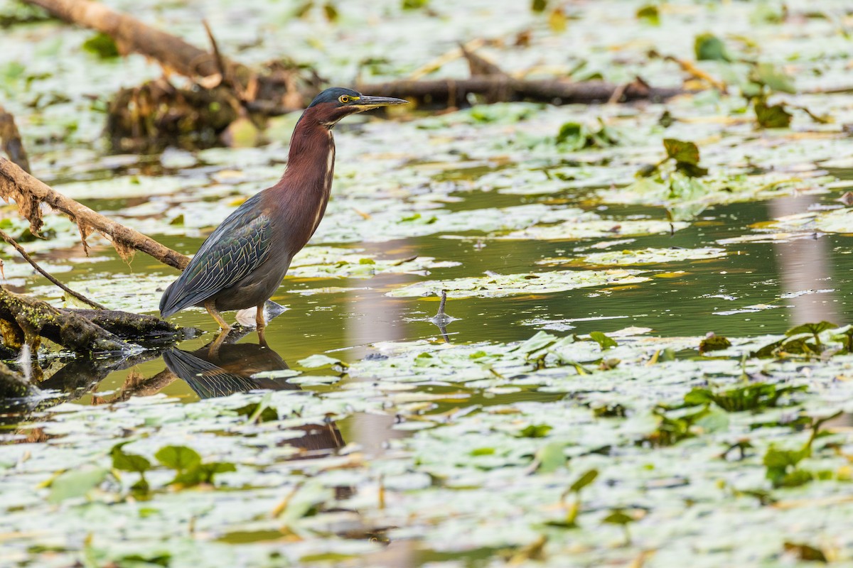 Green Heron - ML641308050