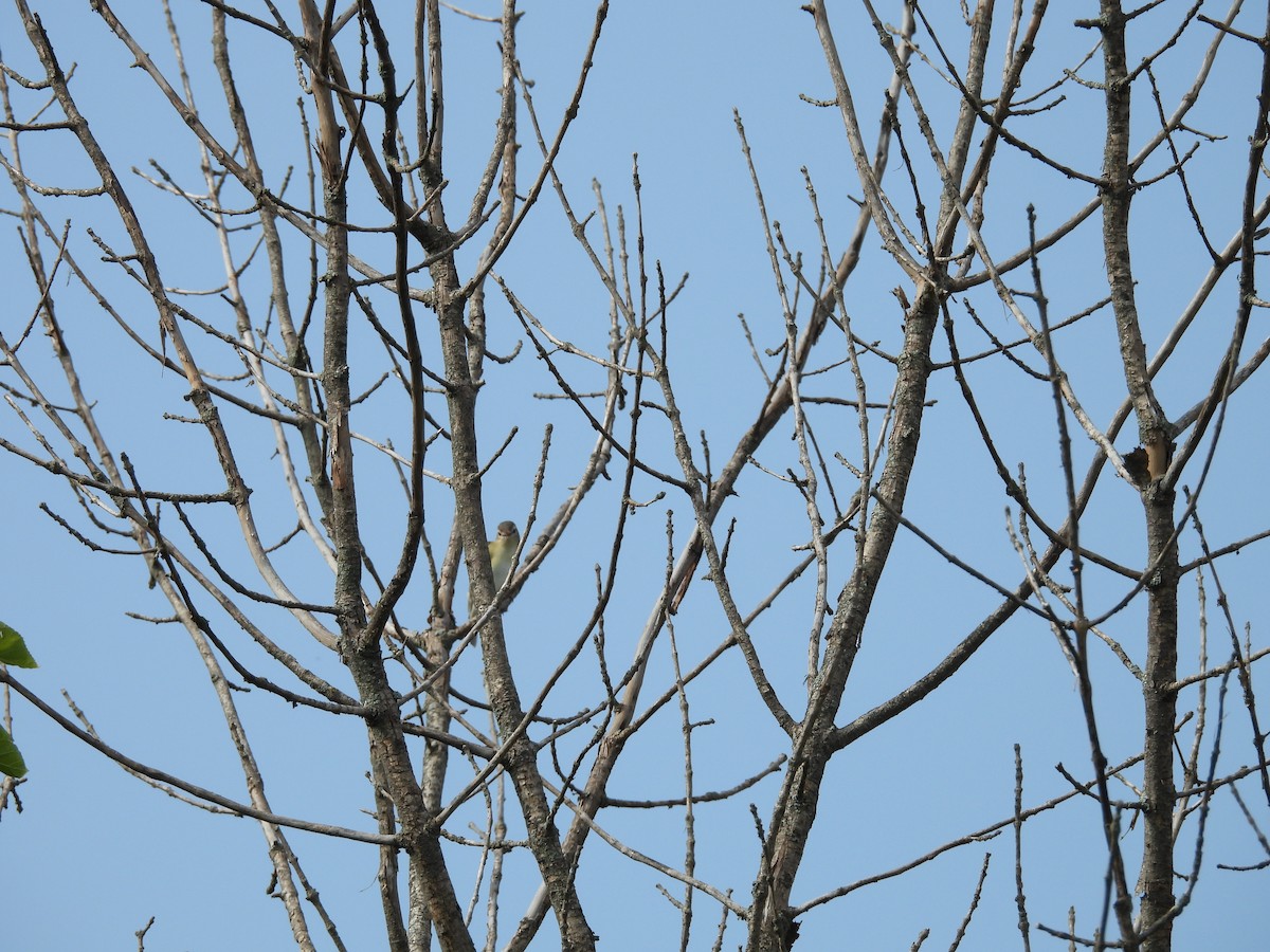 sangvireo - ML641308106