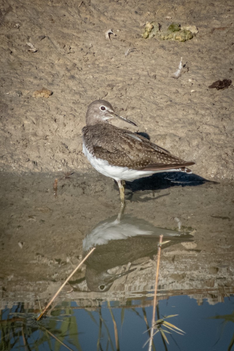 skogsnipe - ML641308107