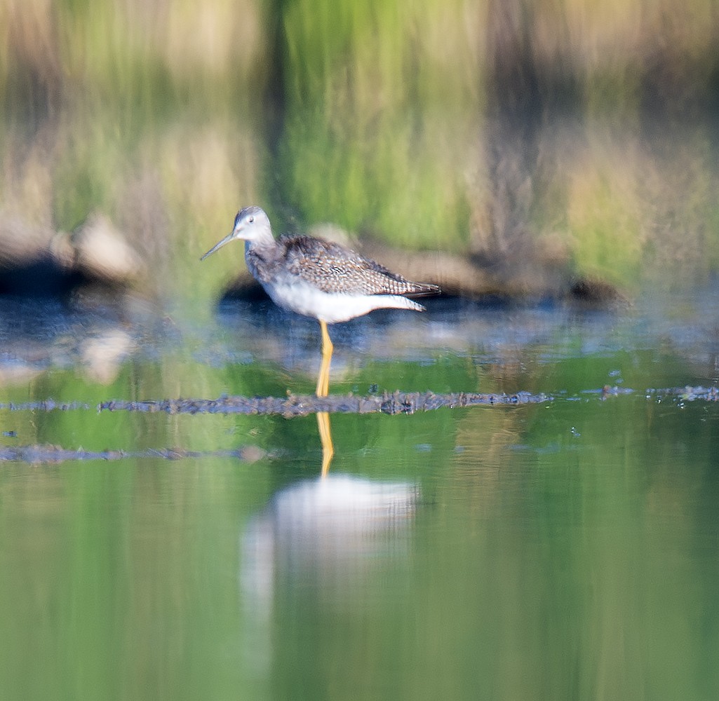 plystresnipe - ML641308109