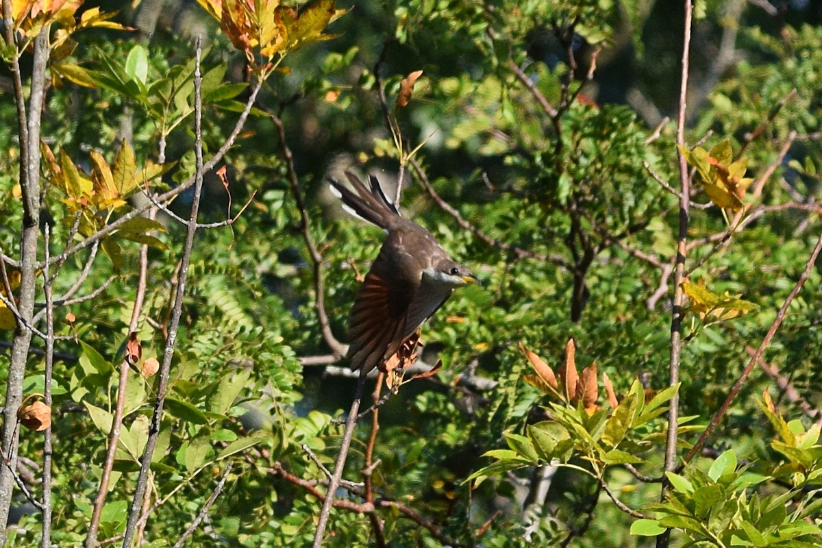 gulnebbgjøk - ML641308117
