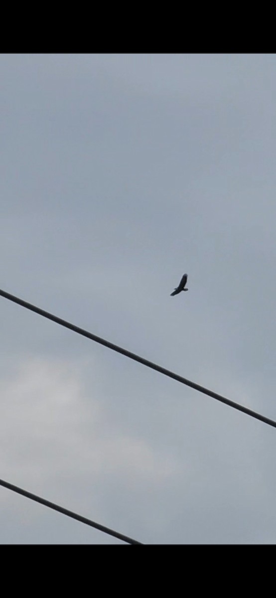 Bald Eagle - ML641308131