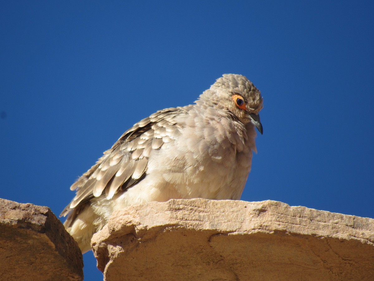 holoubek peruánský - ML641308176