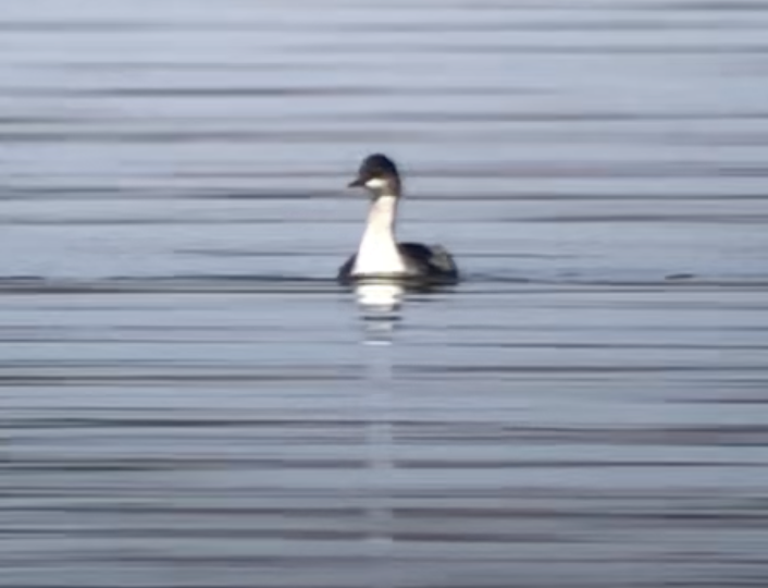 ハジロカイツブリ - ML641308186