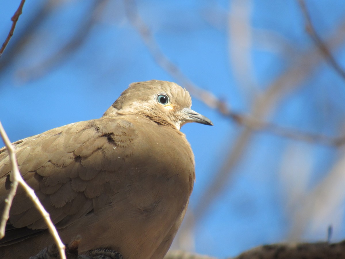 holoubek černokřídlý - ML641308187