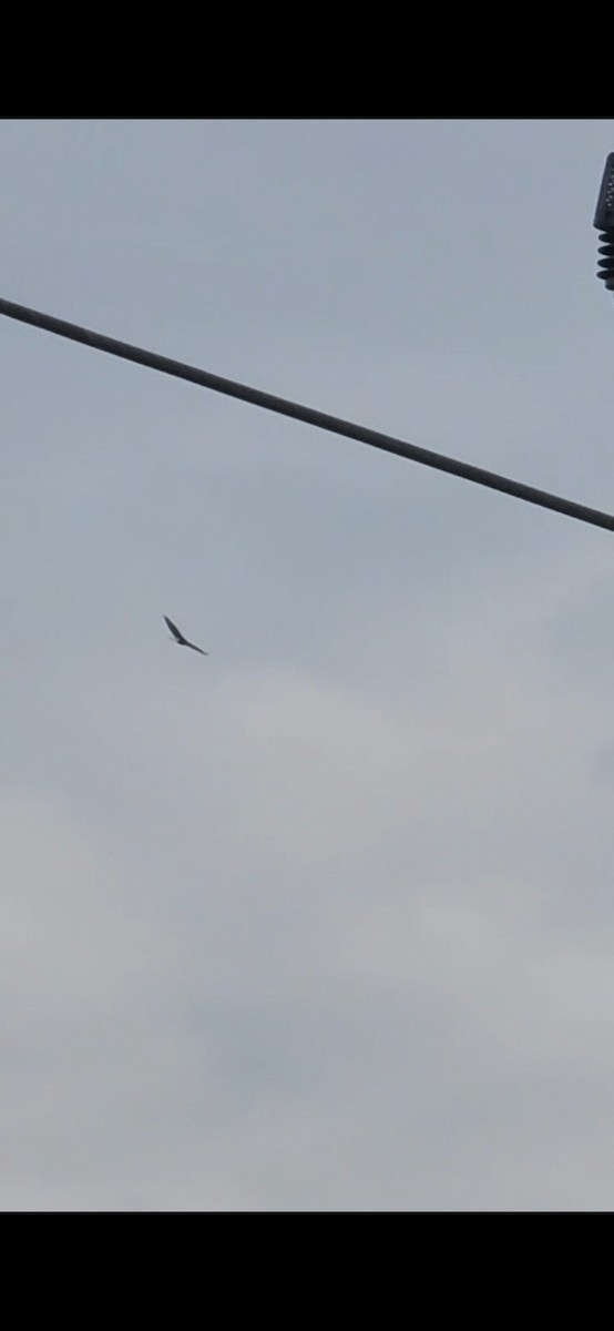 Bald Eagle - ML641308193