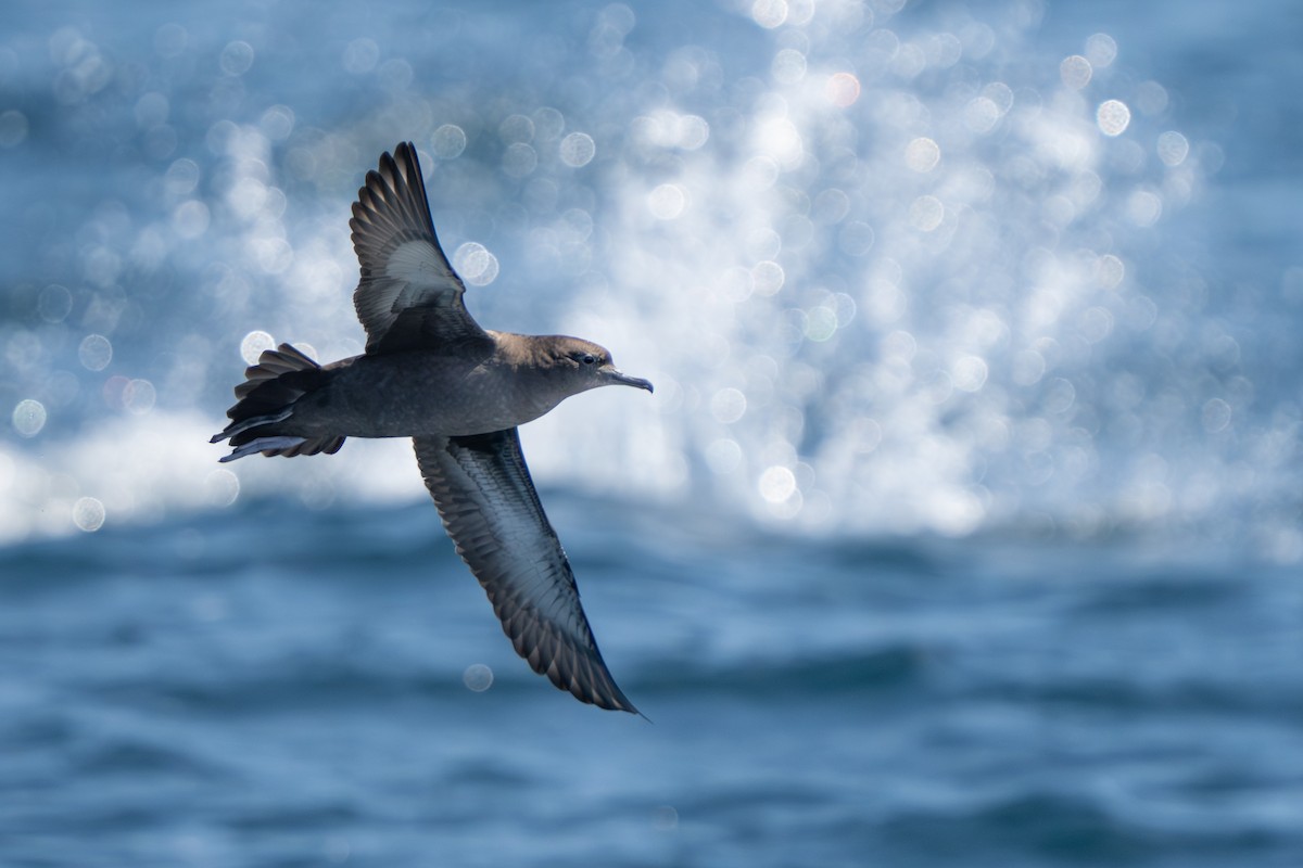 Sooty Shearwater - ML641308198